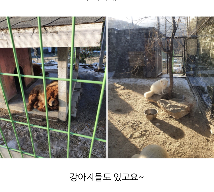 아침고요동물원