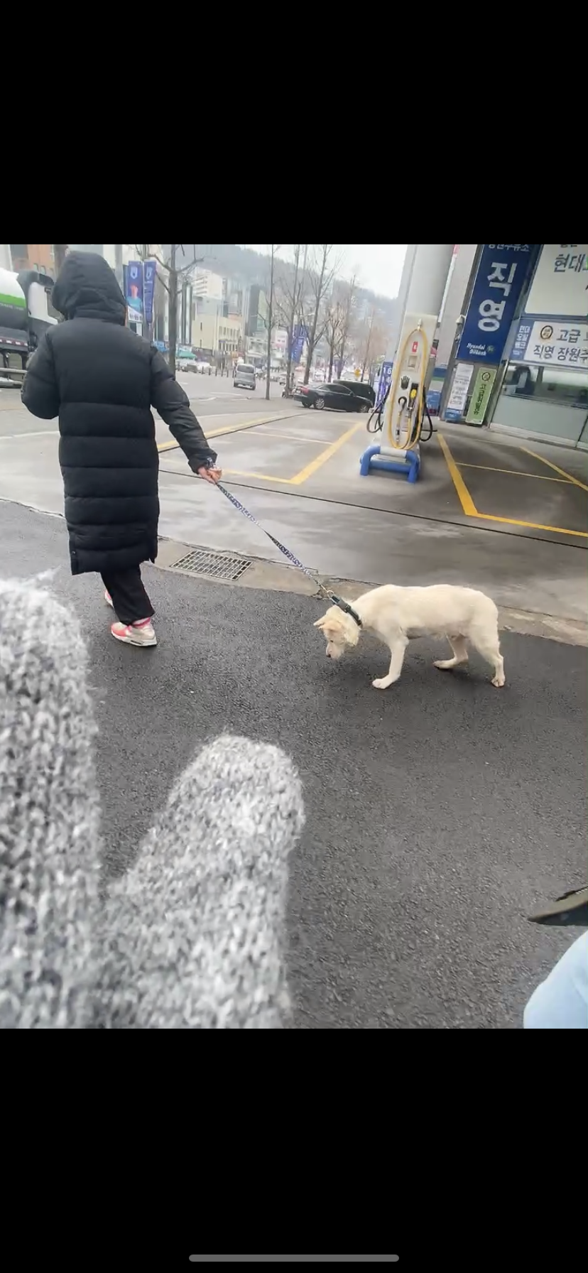 약수역 인근에서 산책중인 강아지가 학대당한거같아요.