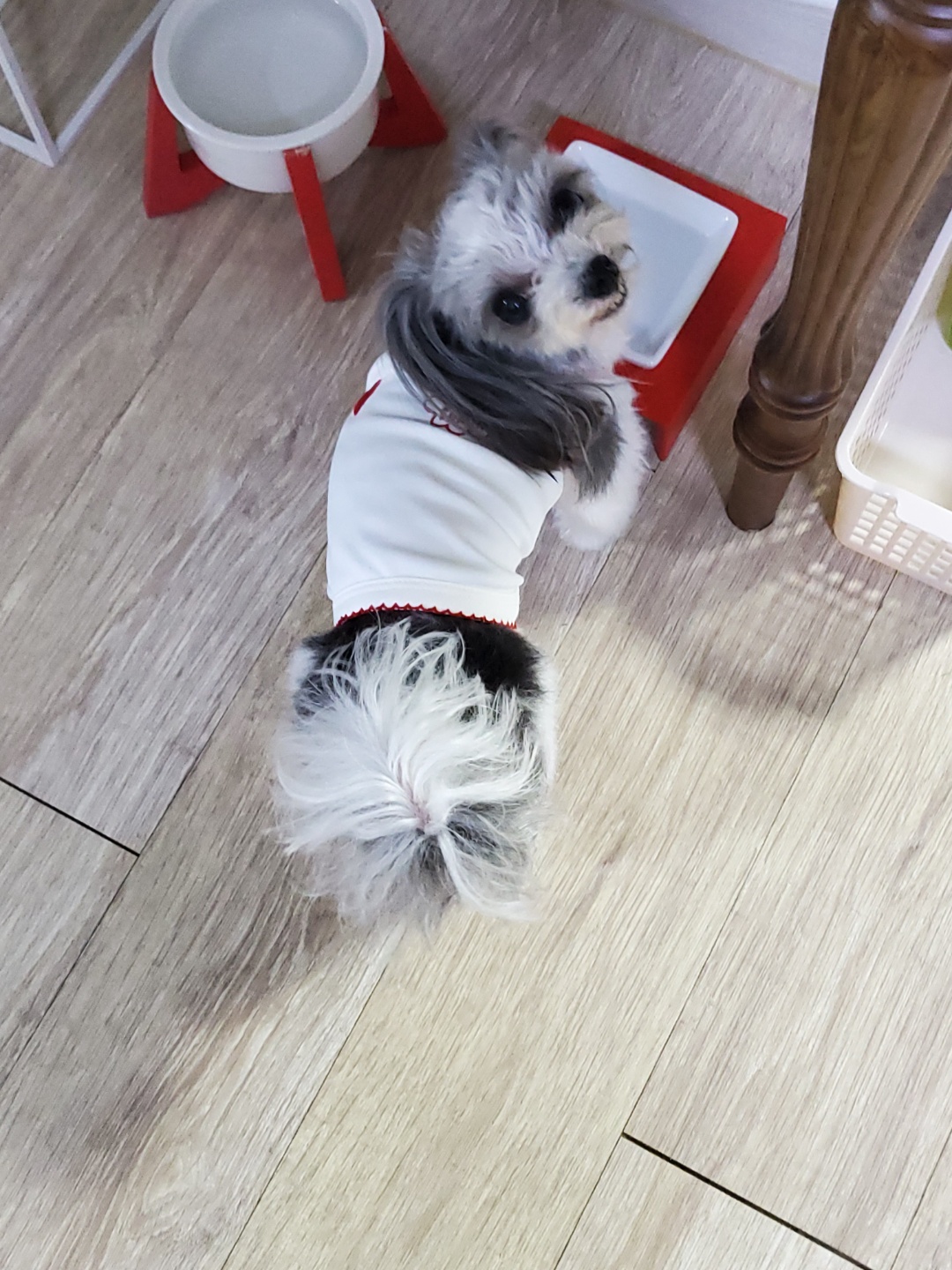 최강동안동구