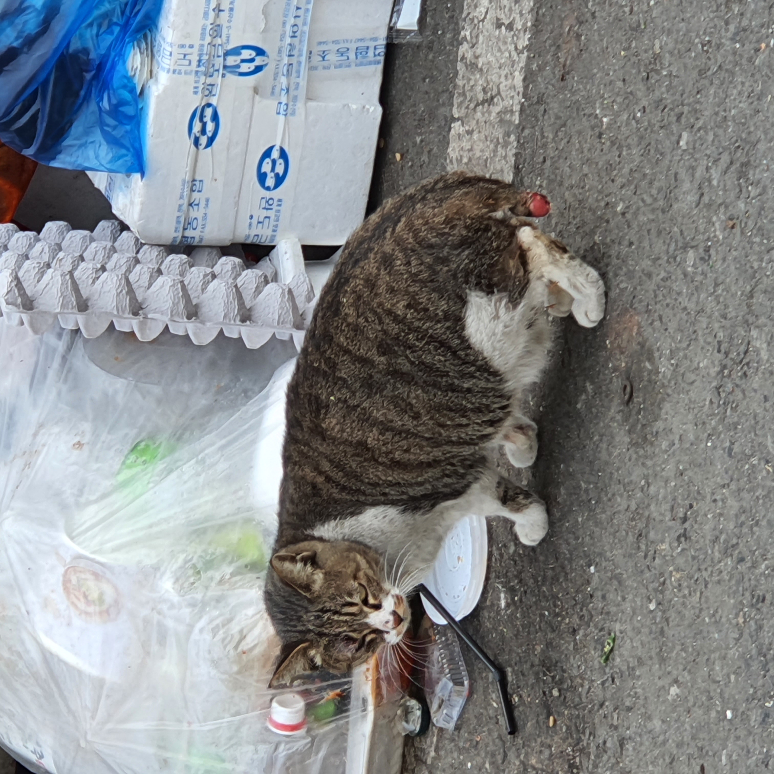 고양이 학대