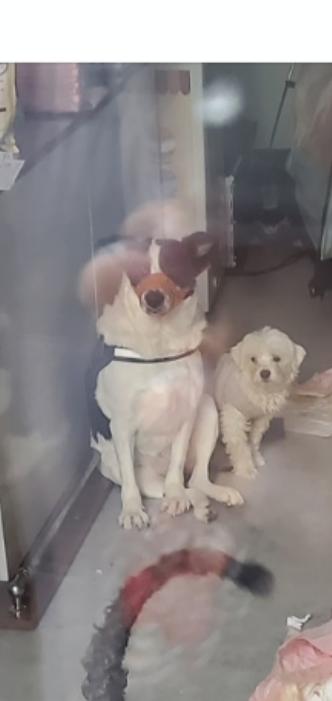 동물방치 및 학대