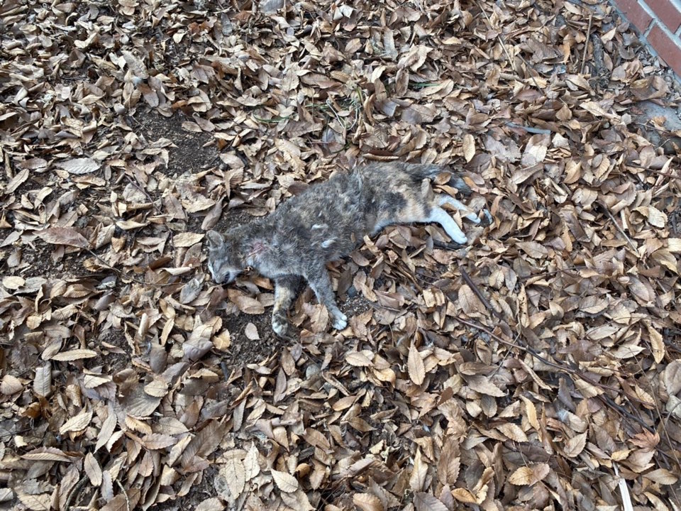 공원에서 사람들에게 사랑받던 고양이 회색이가 사체로 발견되었습니다.