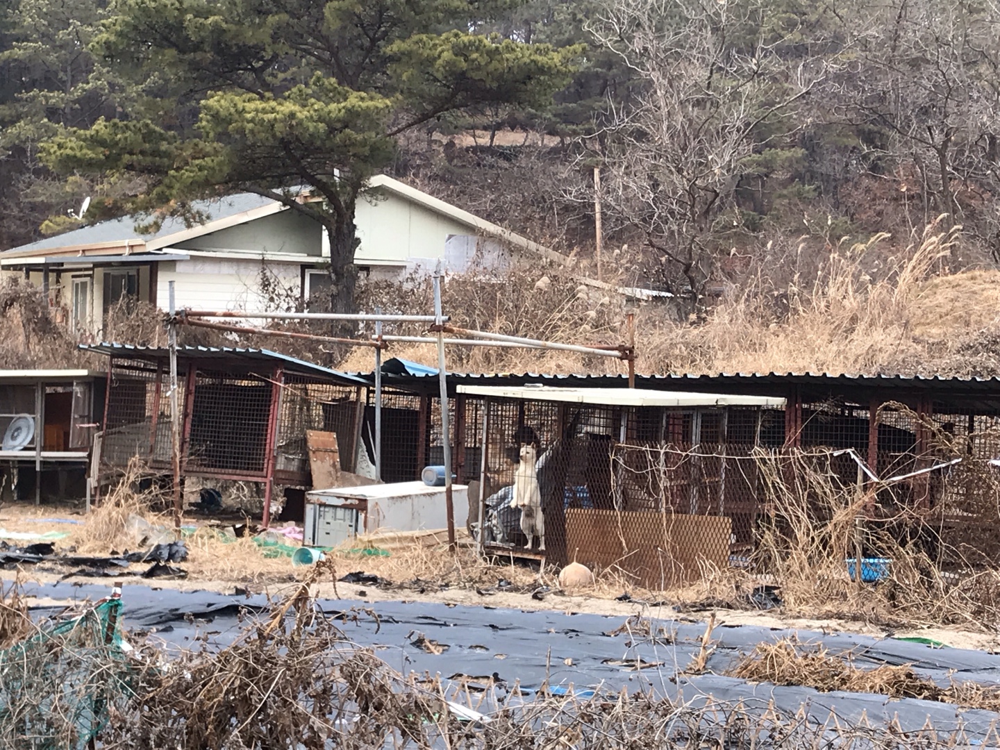 [재제보]도살 및 개고기 식용 음식점을 제보합니다.