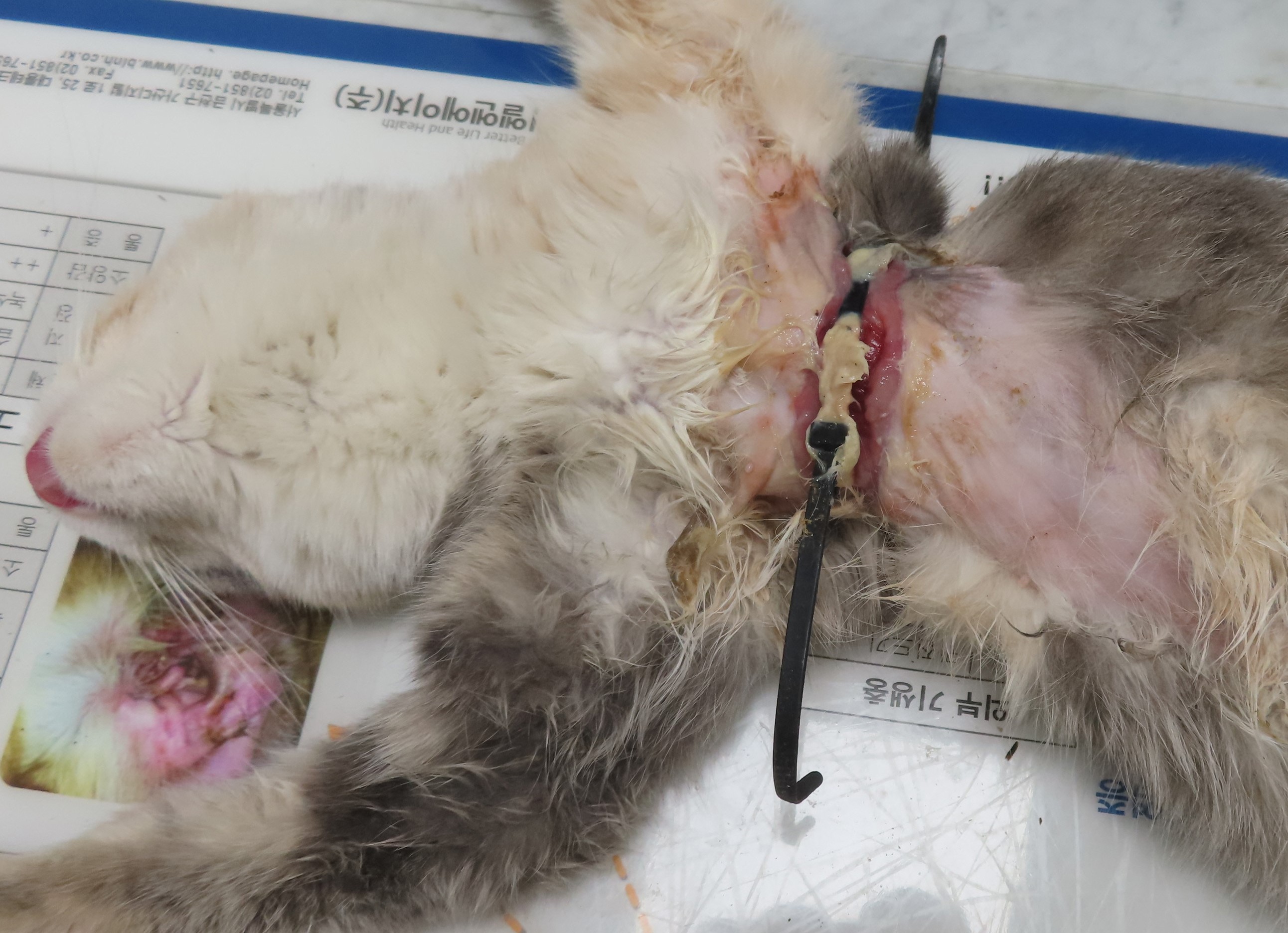길고양이 케이블타이 학대