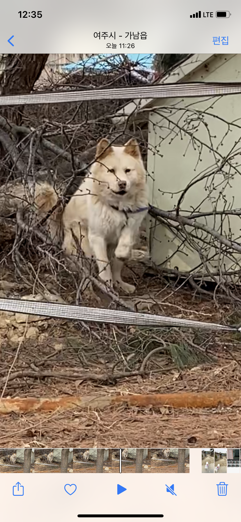 강아지 발목이 부러진채로 방치