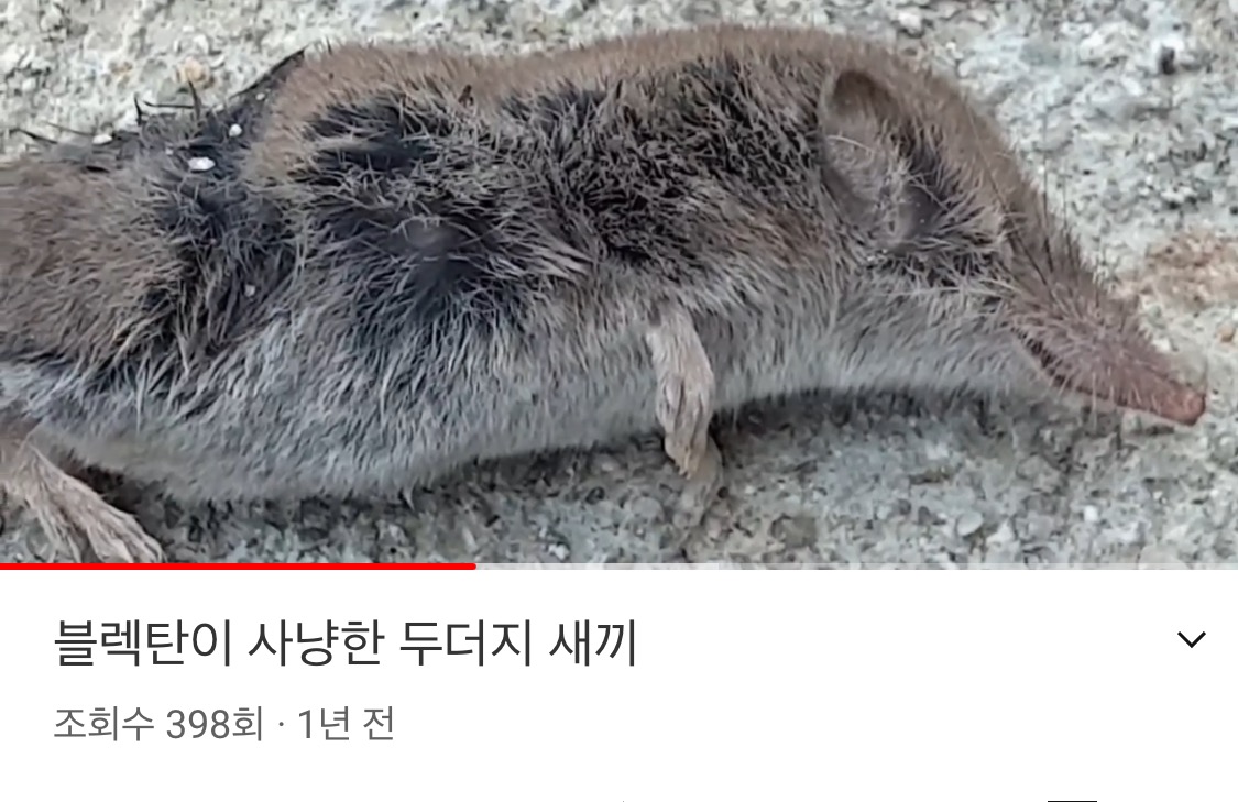 반려견으로 산짐승을 죽이는 유투버 제보