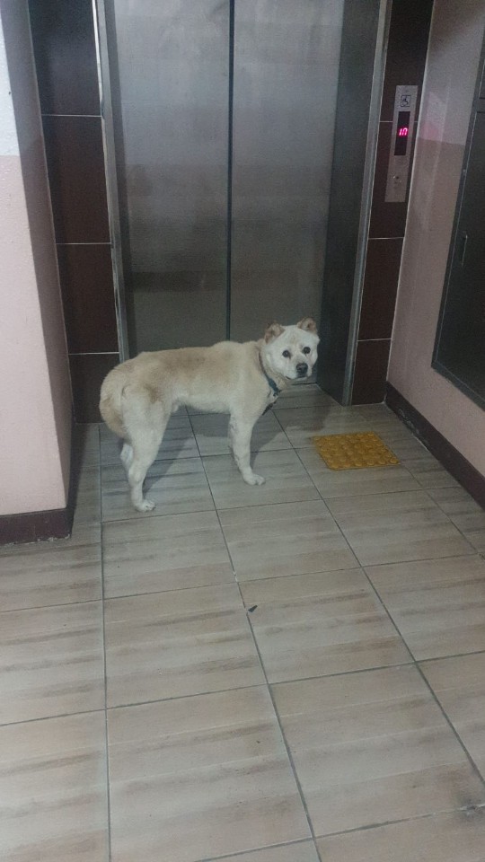좁은원룸에 대형견 학대사건