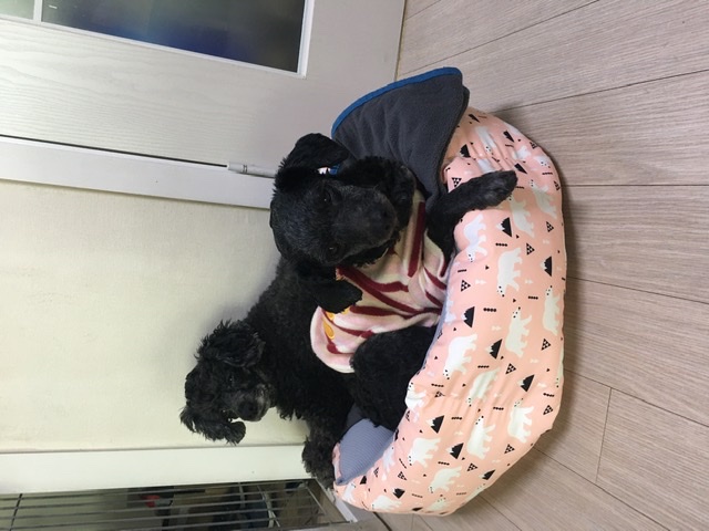 [곤지암번식장 구조견 임시보호중] 릴리(곤지암-12)는 완벽한 산책멍이!