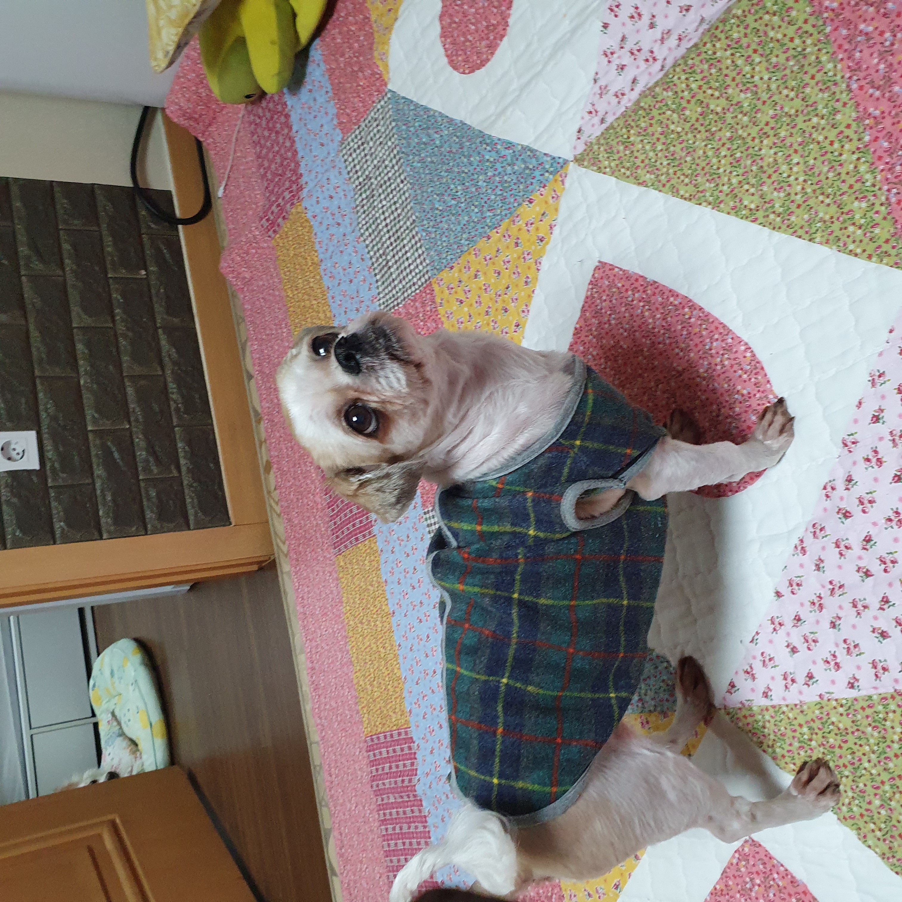 조아 입양 2년차