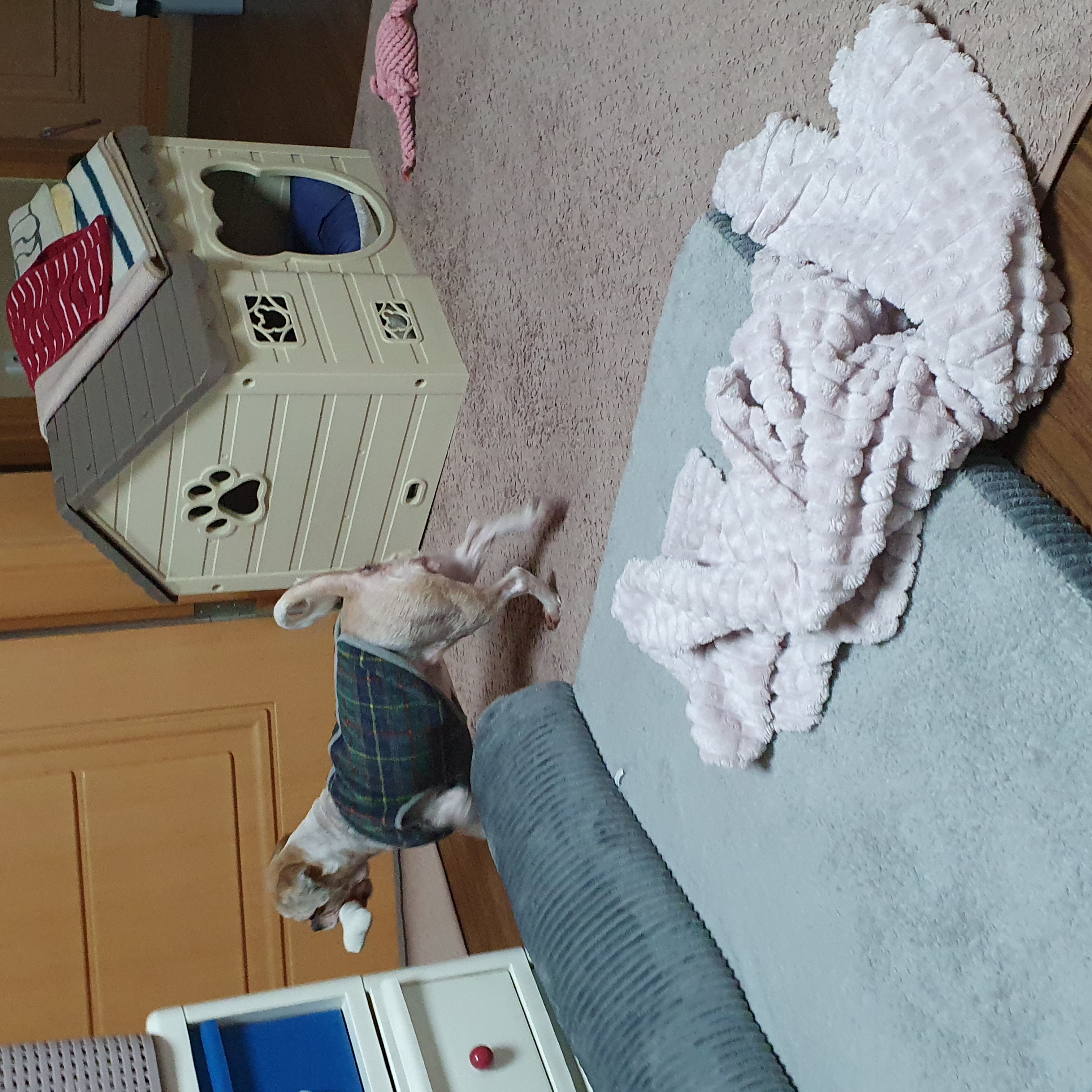 조아 입양 2년차