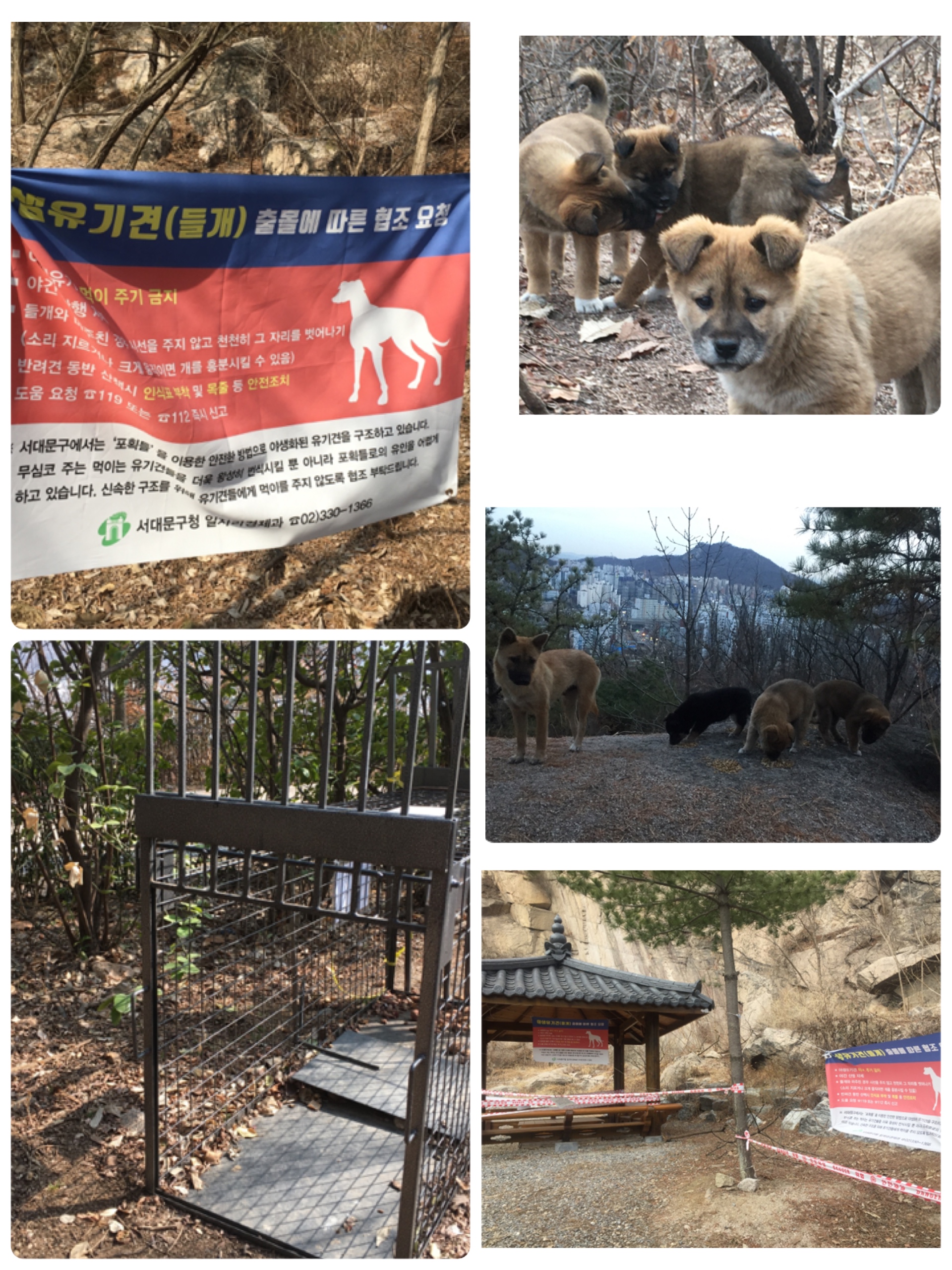 홍은동 돌산축구장 유기견 어미2 새끼6 구조