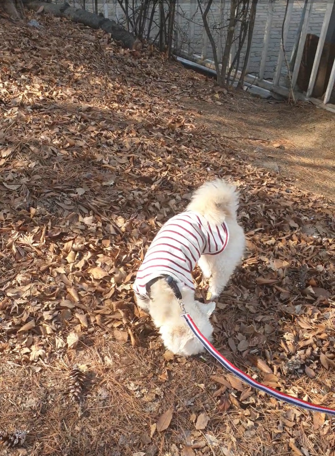 봉봉이와 갸족이 된지 7일이 되었네요^^