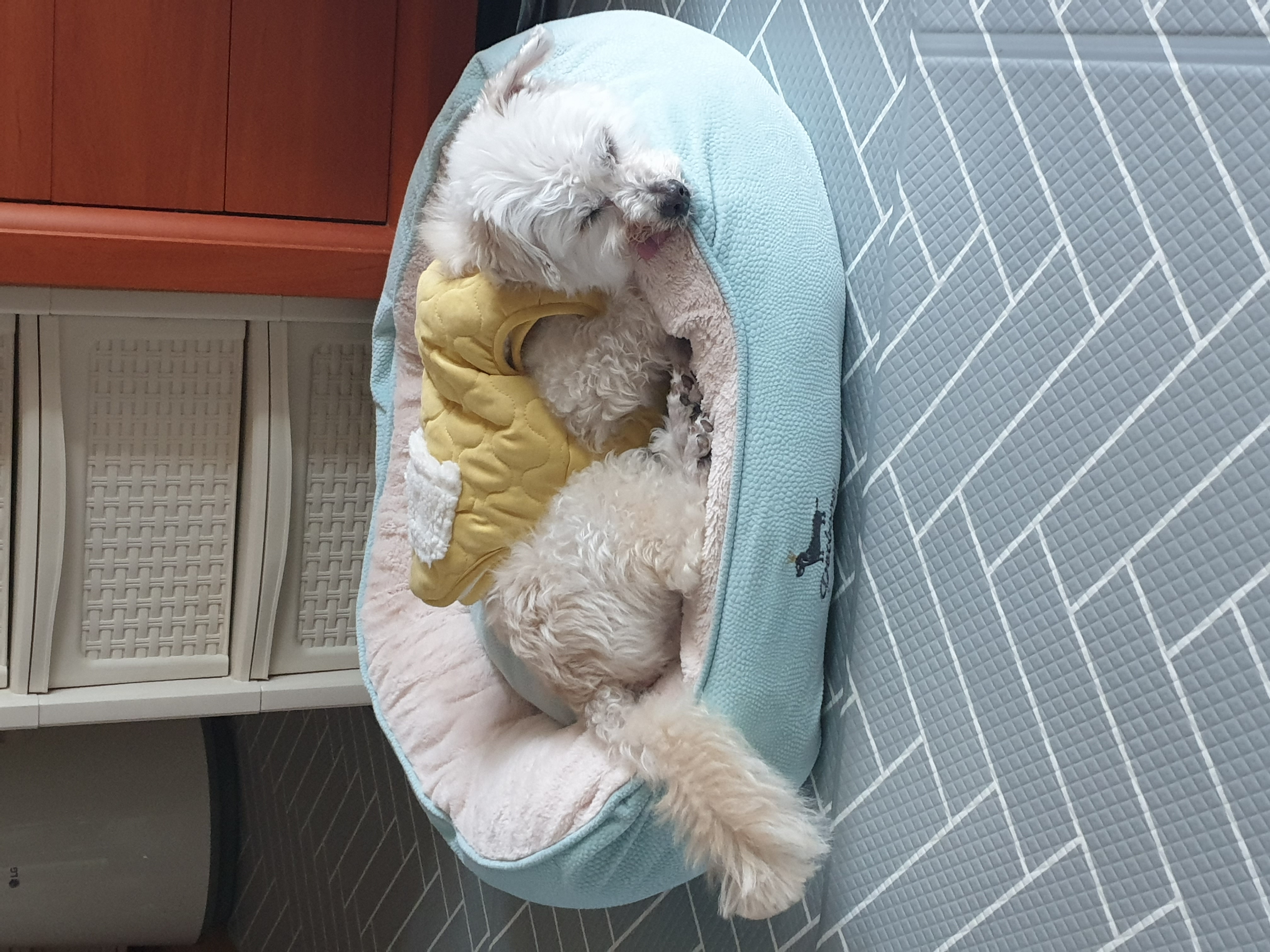 봉봉이와 갸족이 된지 7일이 되었네요^^