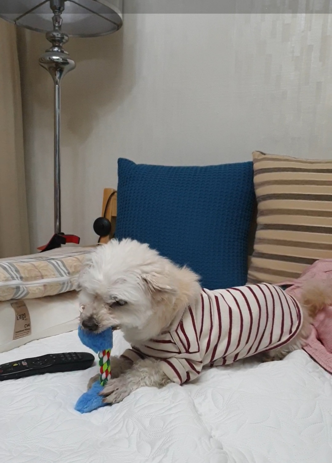봉봉이와 갸족이 된지 7일이 되었네요^^