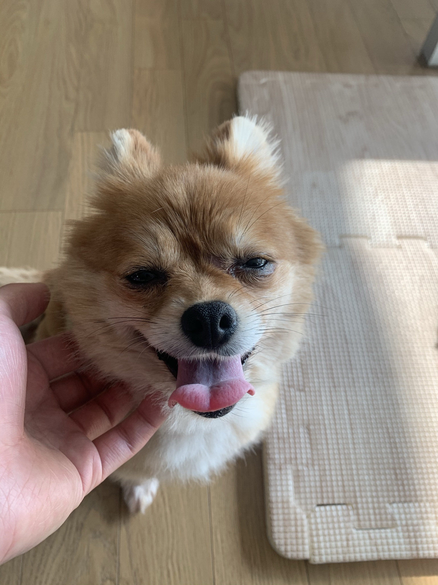 토리와 함께한 일주일 (곤지암 삼곤이)