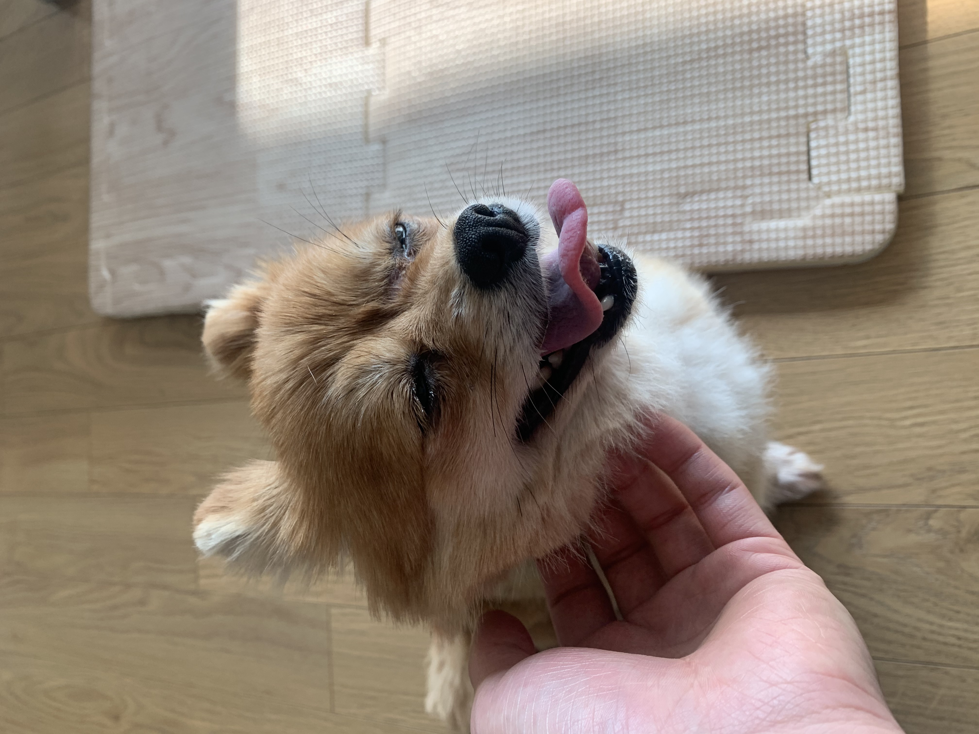 토리와 함께한 일주일 (곤지암 삼곤이)