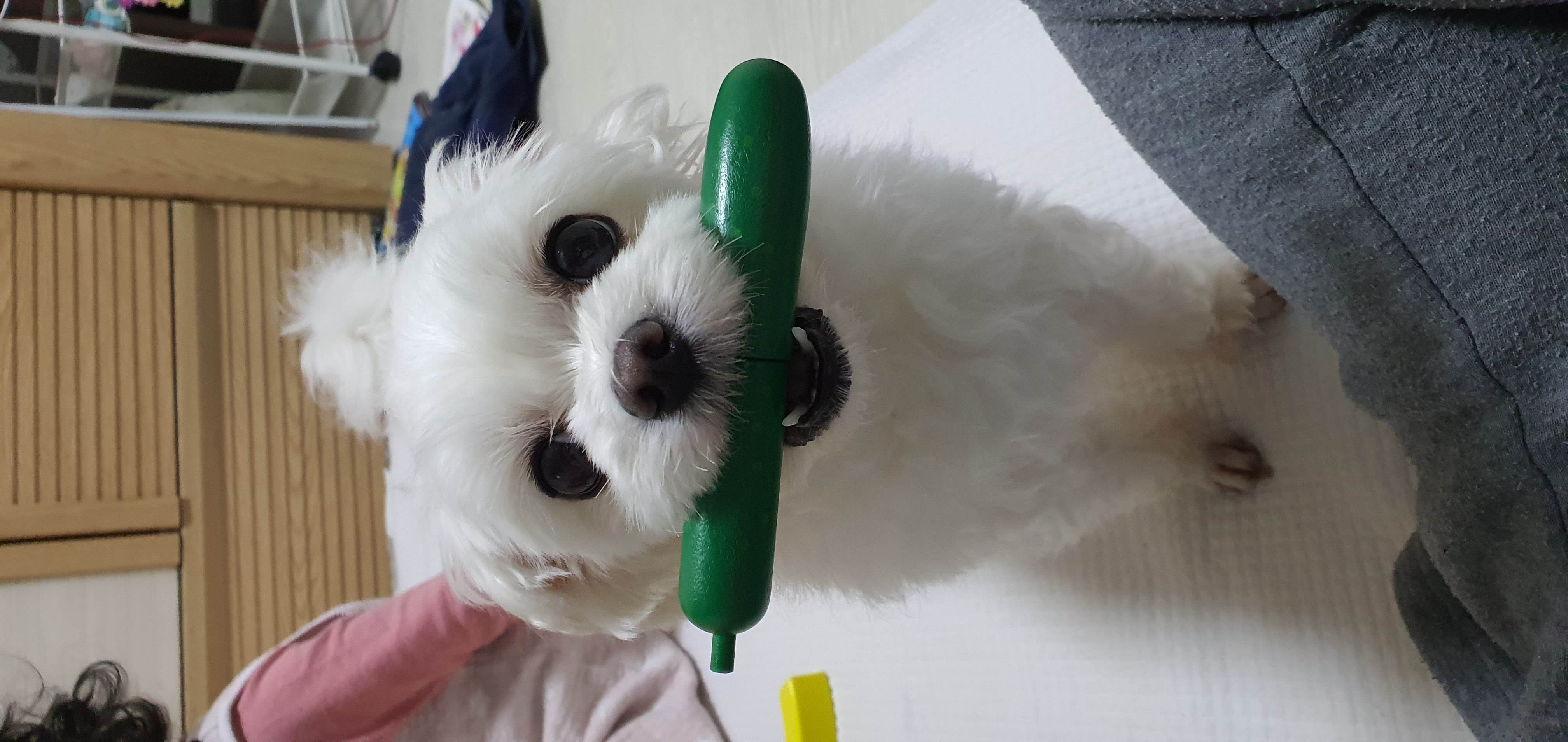 아지 입양 만 3년차