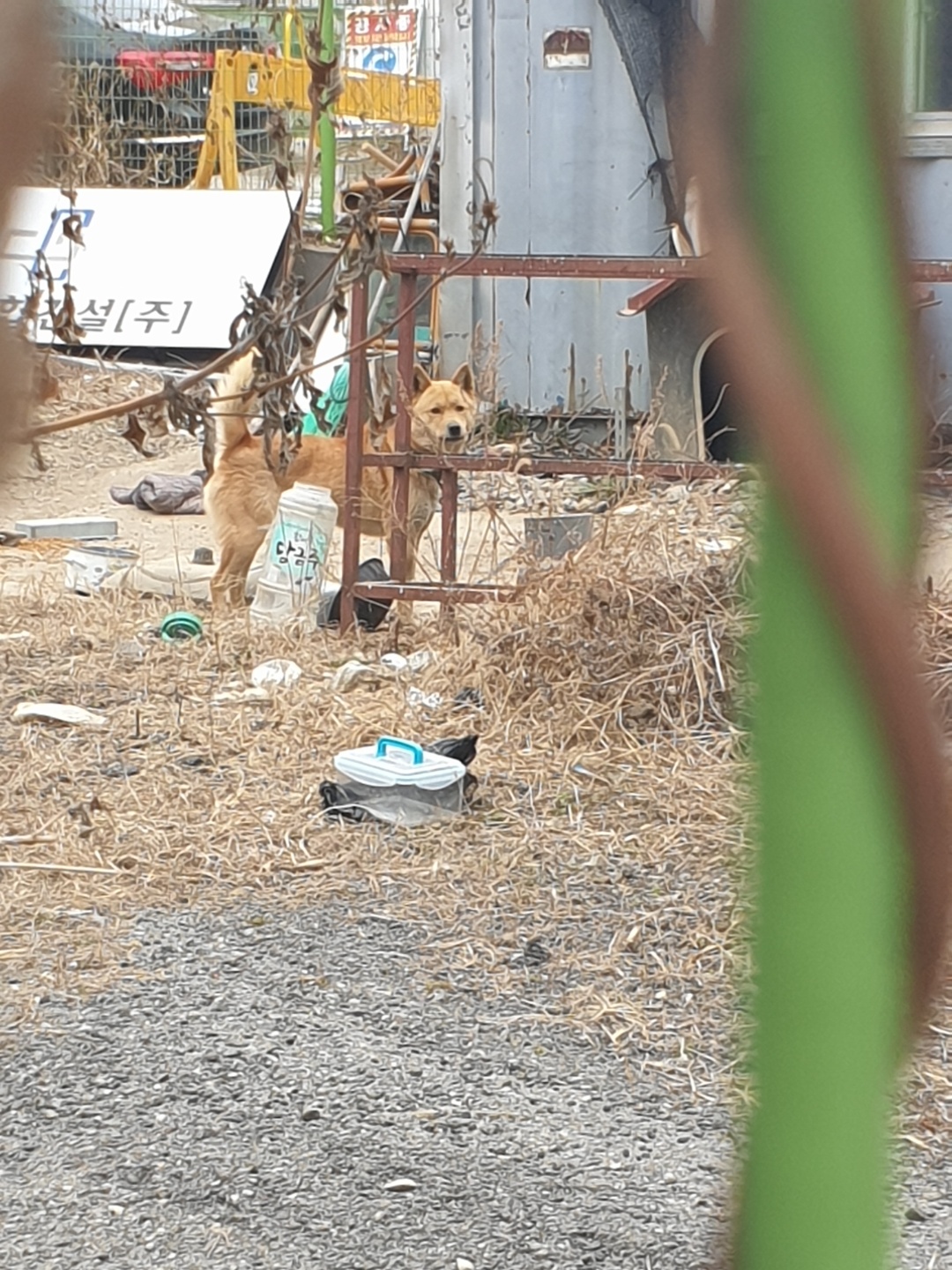 아파트 부지에 묶여 있는 황구2마리