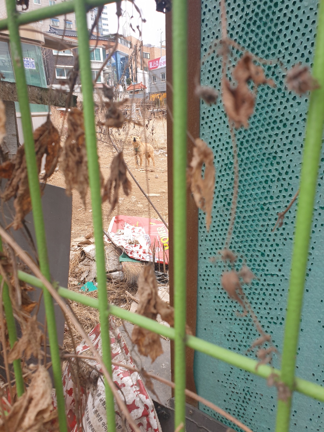 아파트 부지에 묶여 있는 황구2마리