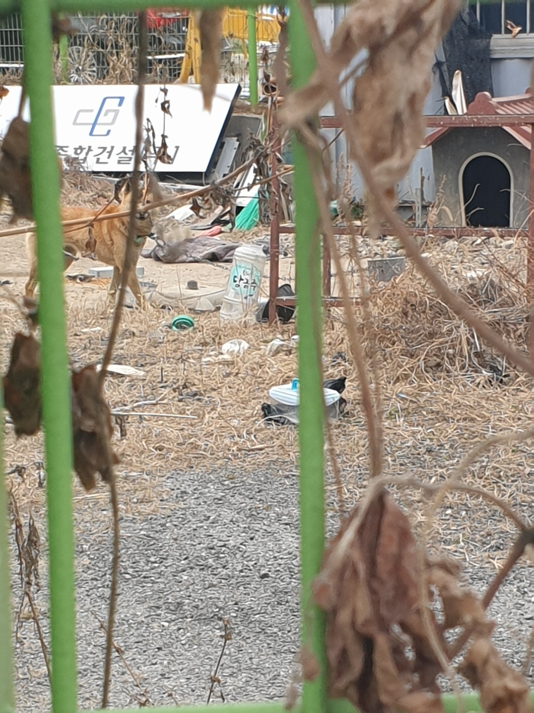 아파트 부지에 묶여 있는 황구2마리