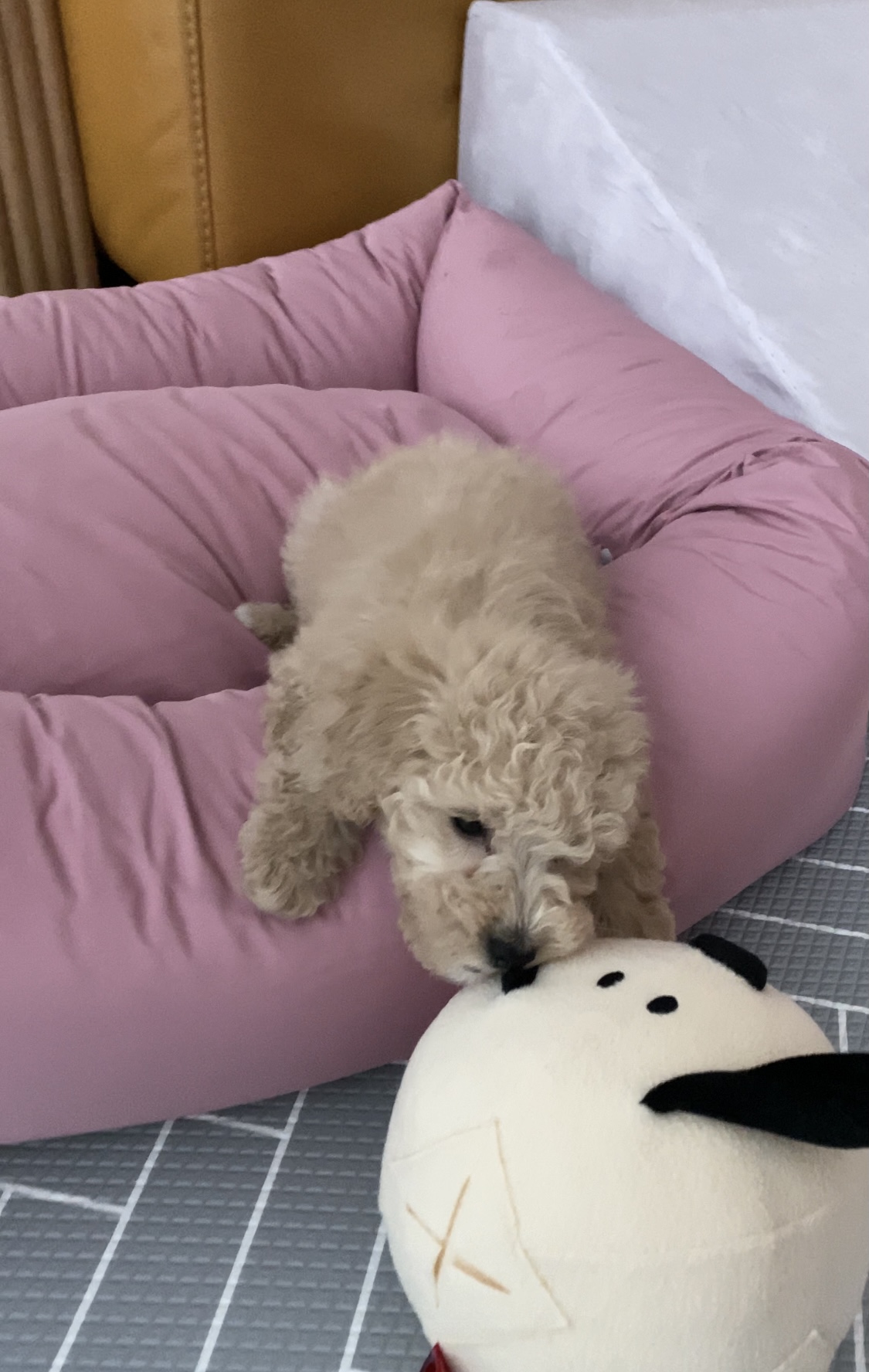 푸삼이 입양 일주일~^^