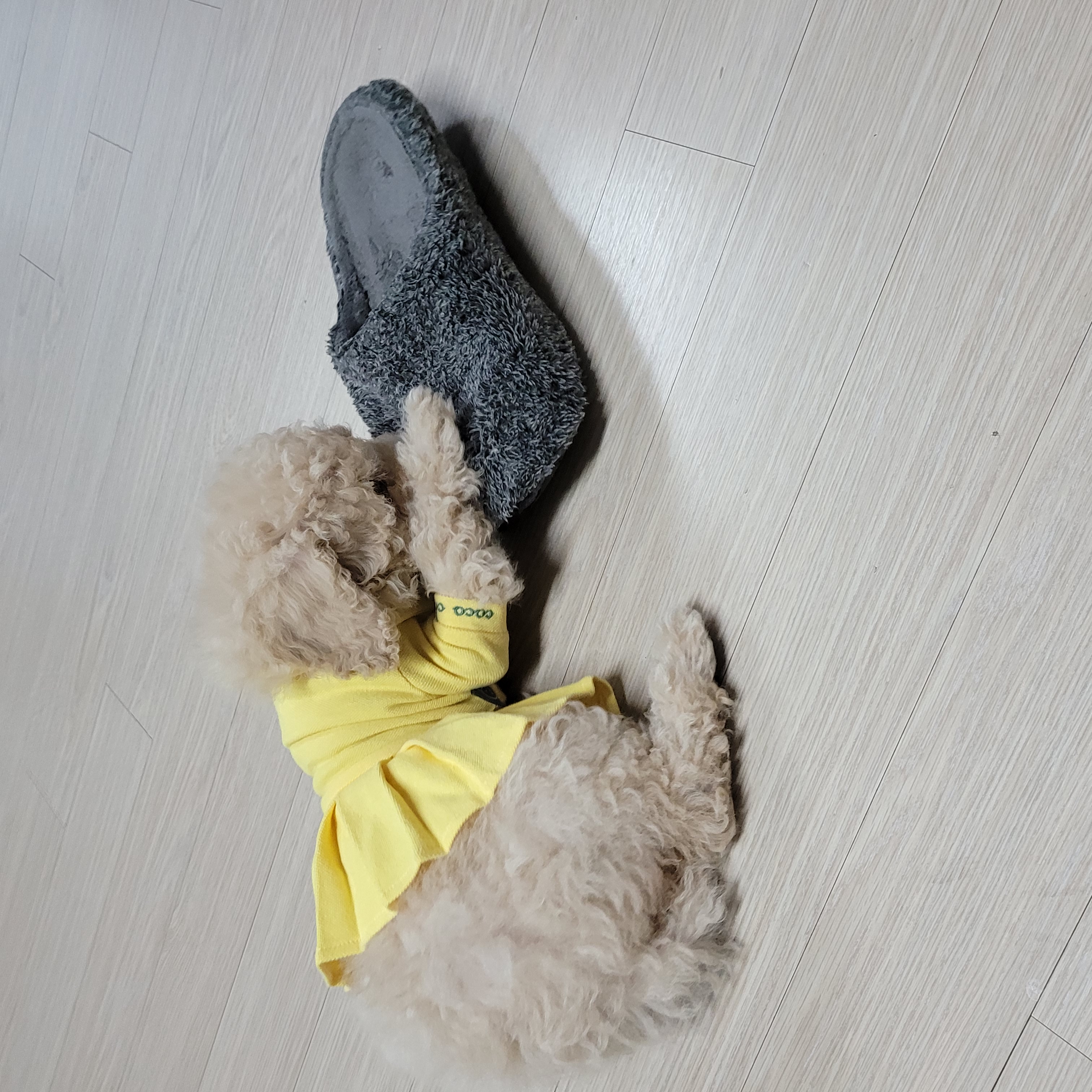 푸사일상