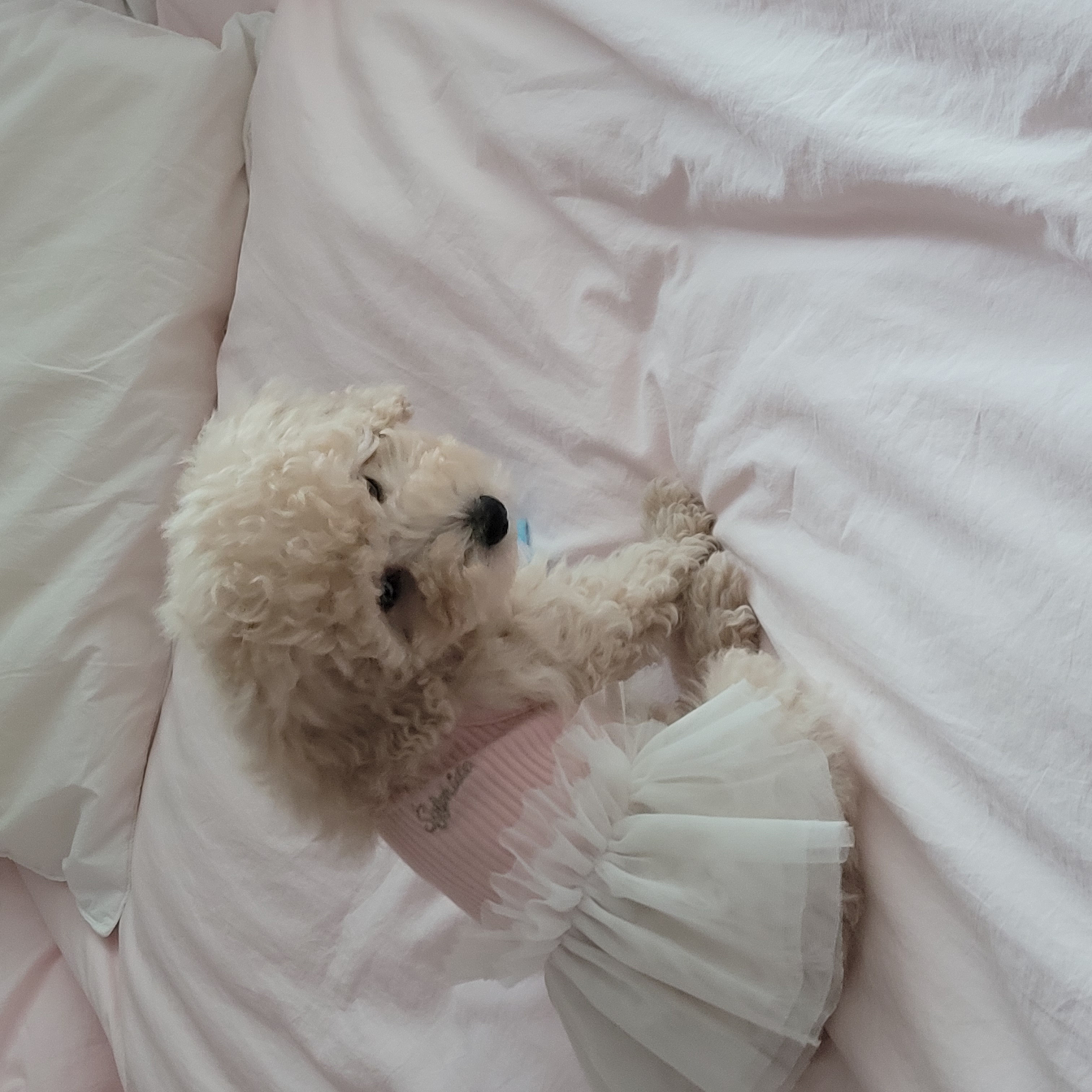 푸사일상
