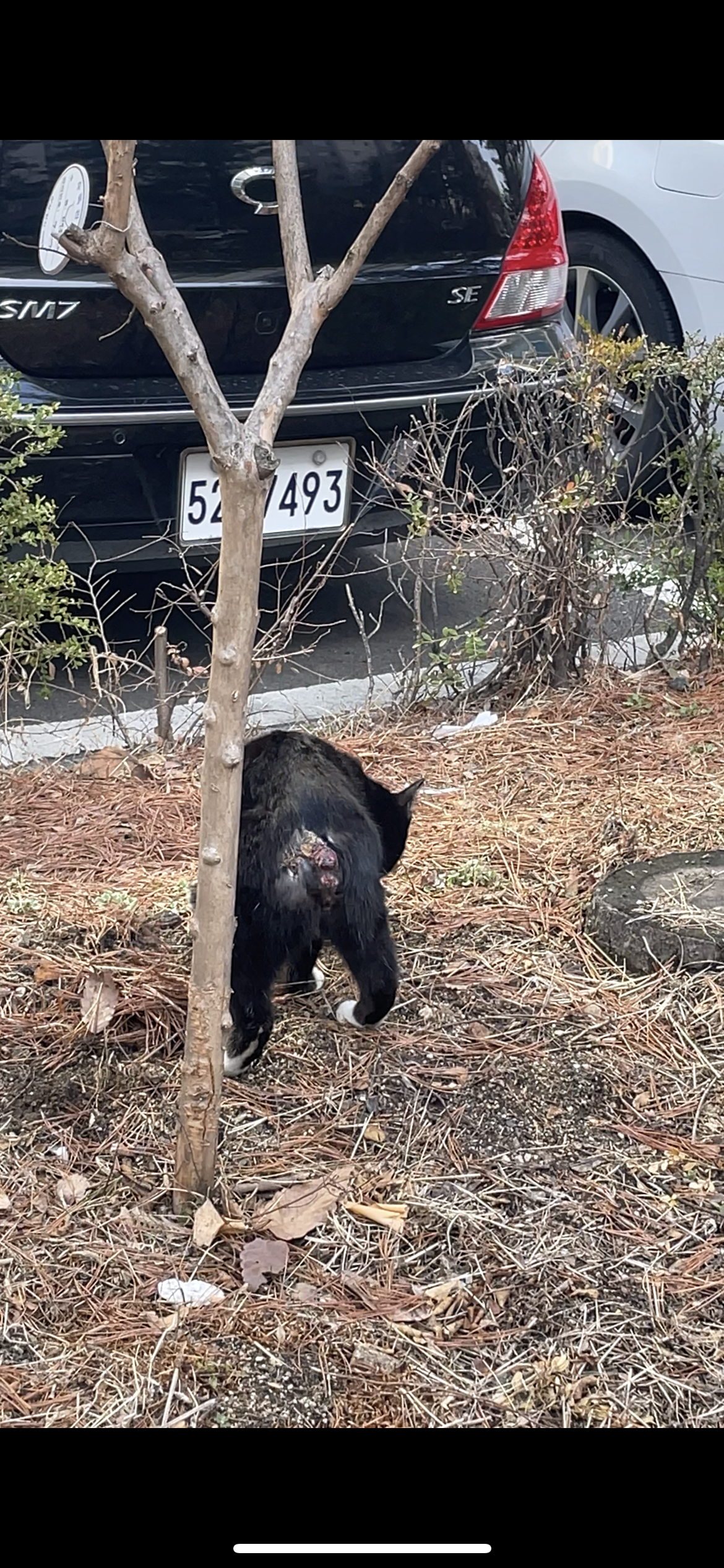 고양이 꼬리에 불을 지펴 태운 학대 제보합니다. 