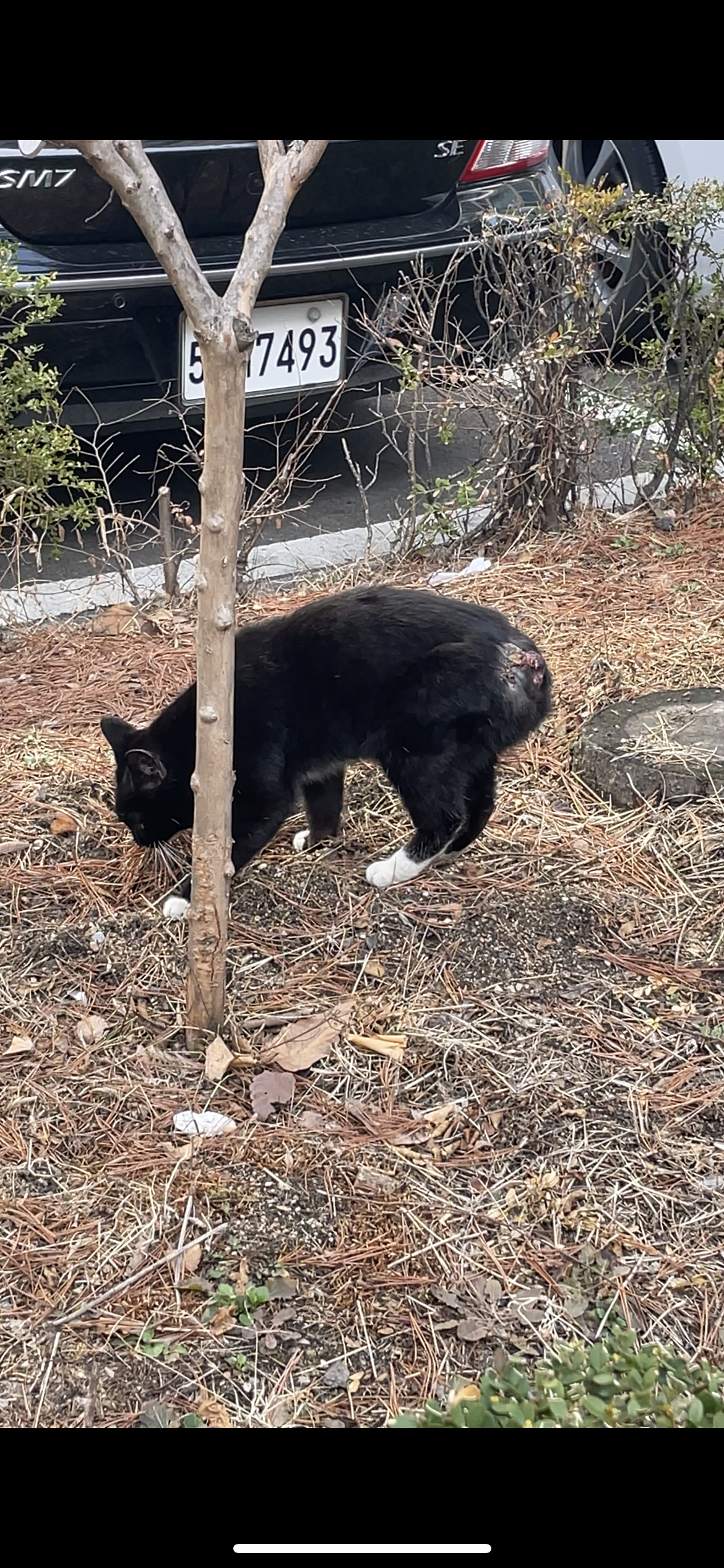 고양이 꼬리에 불을 지펴 태운 학대 제보합니다. 