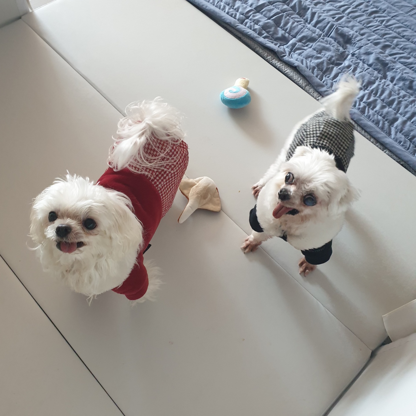 사랑스러운 귀염둥이 금동이 임시보호 2달 후기