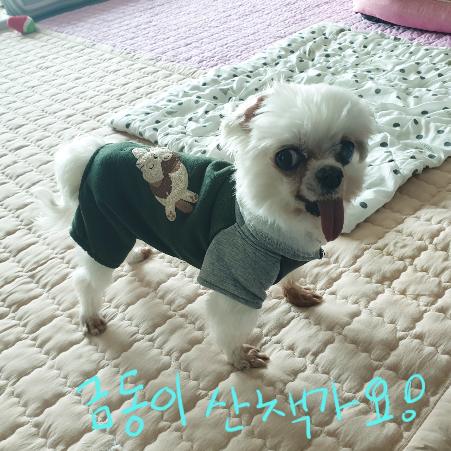 사랑스러운 귀염둥이 금동이 임시보호 2달 후기