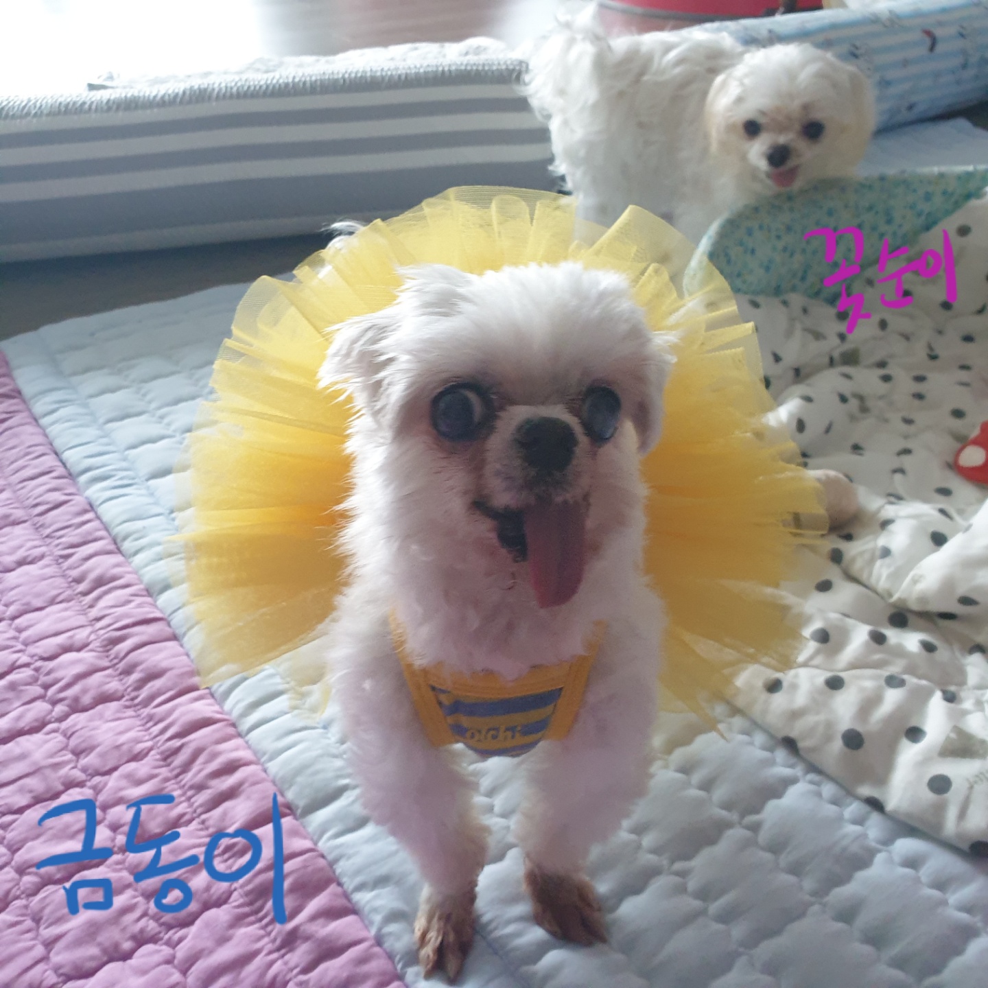 사랑스러운 귀염둥이 금동이 임시보호 2달 후기