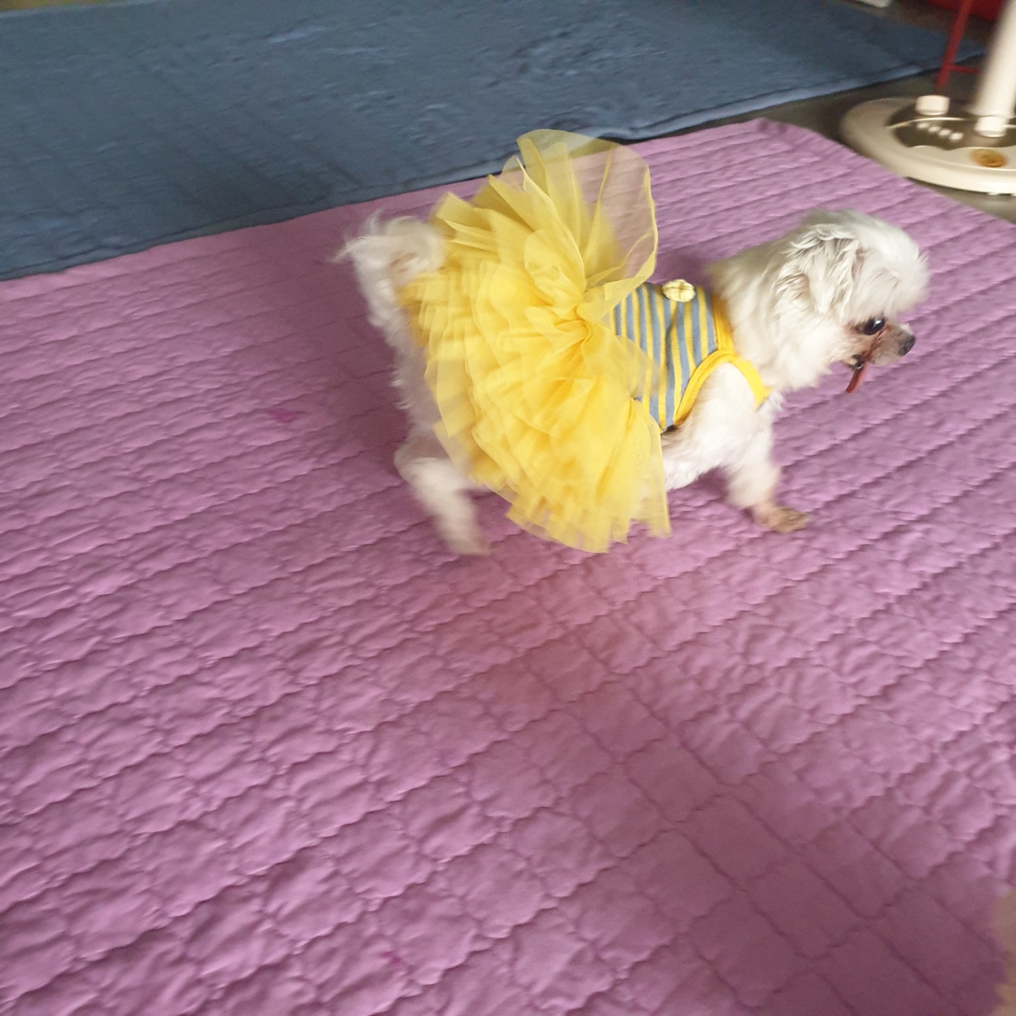 사랑스러운 귀염둥이 금동이 임시보호 2달 후기