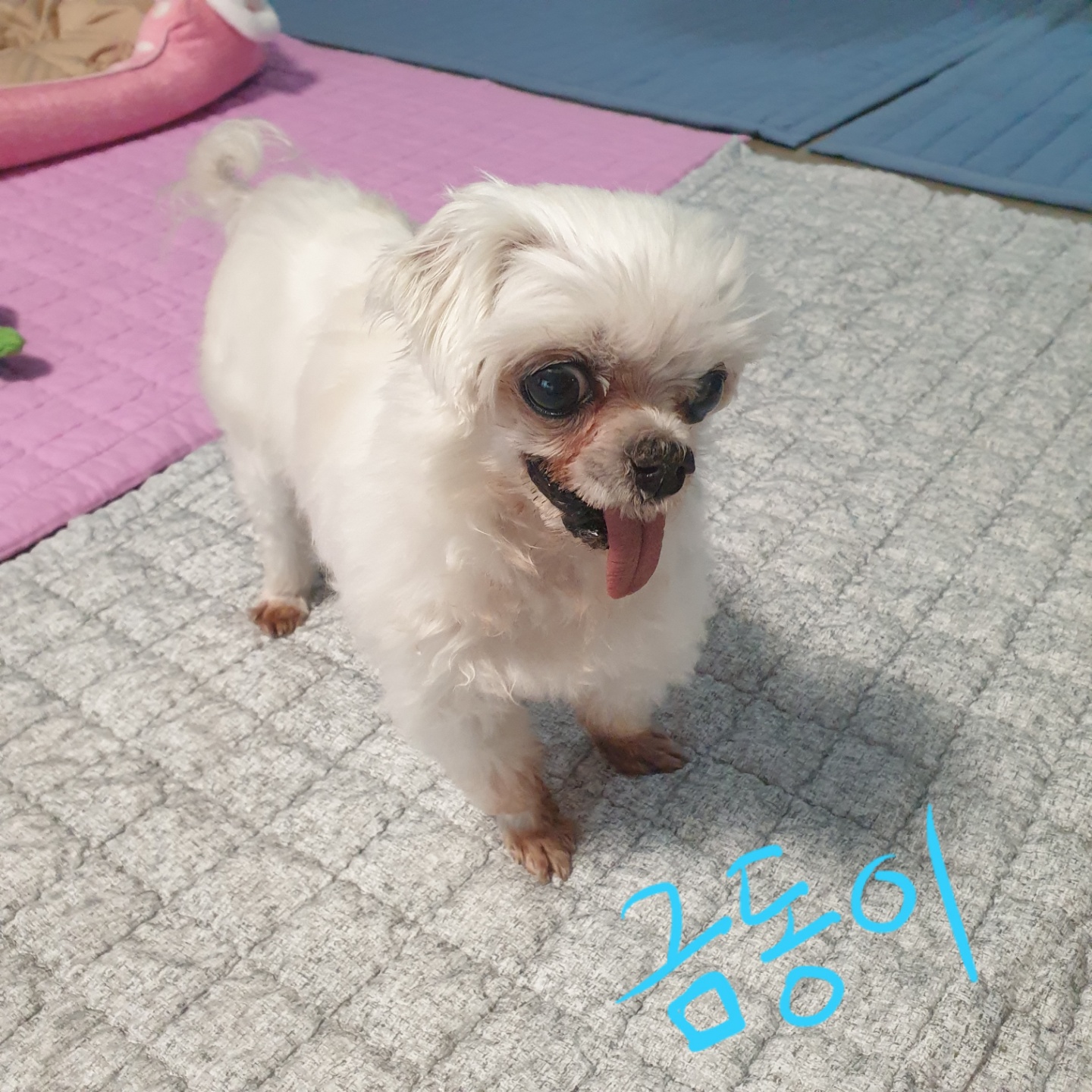 사랑스러운 귀염둥이 금동이 임시보호 2달 후기