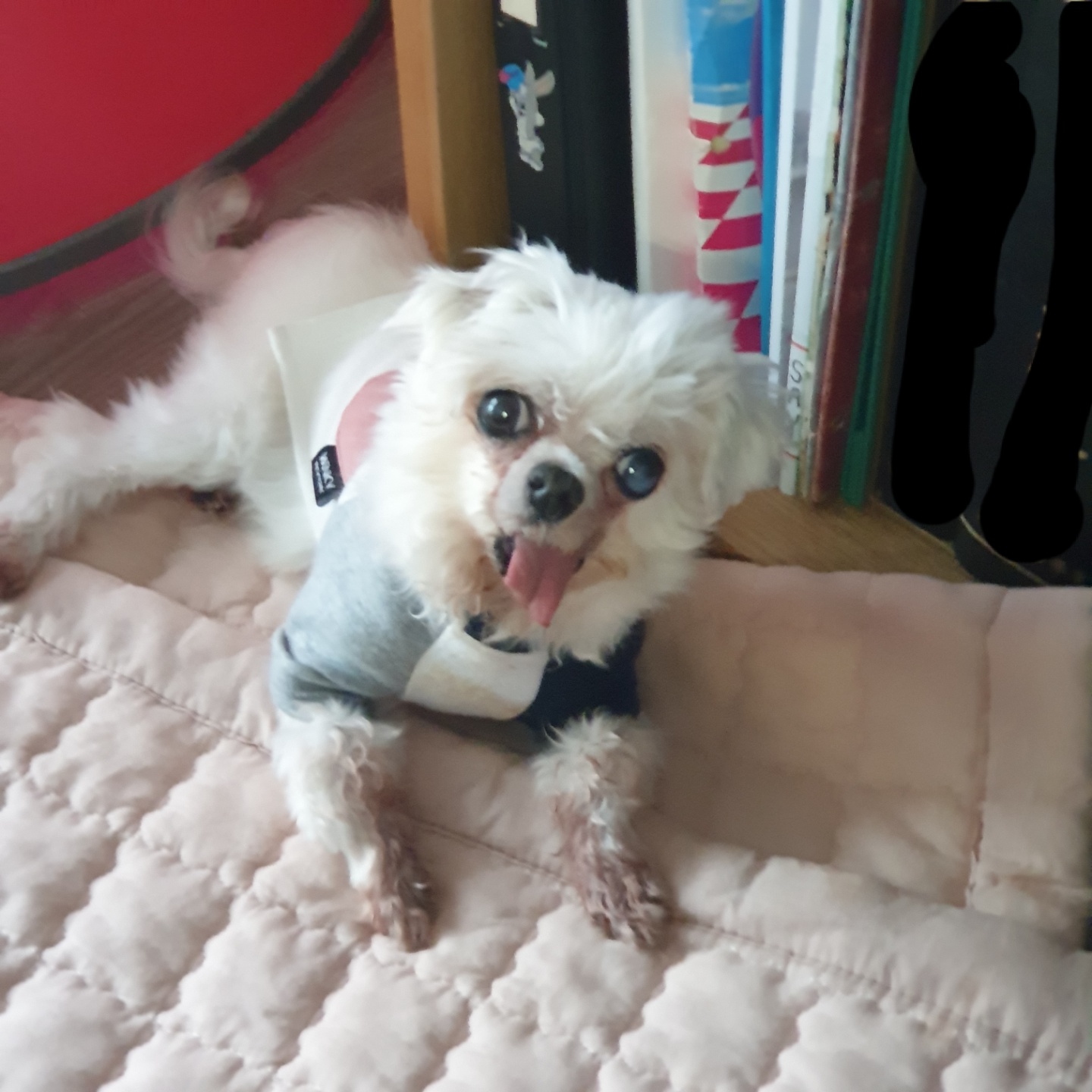 사랑스러운 귀염둥이 금동이 임시보호 2달 후기