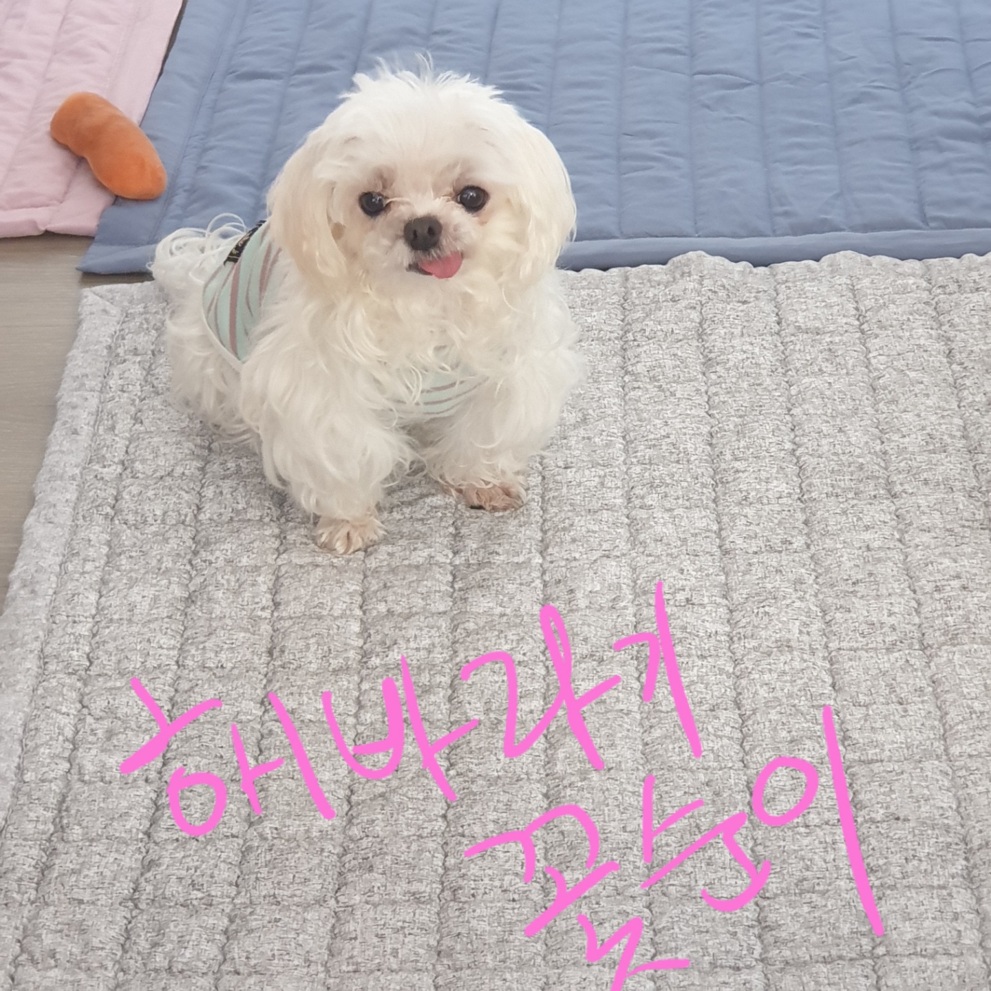 사랑스러운 귀염둥이 금동이 임시보호 2달 후기