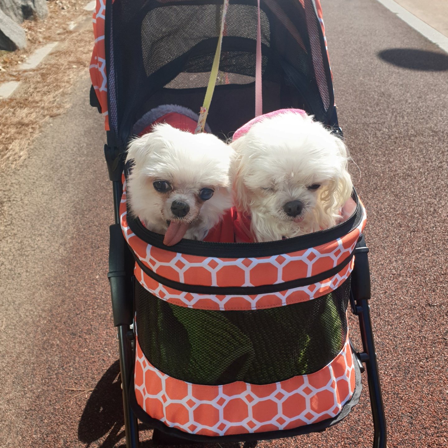 사랑스러운 귀염둥이 금동이 임시보호 2달 후기