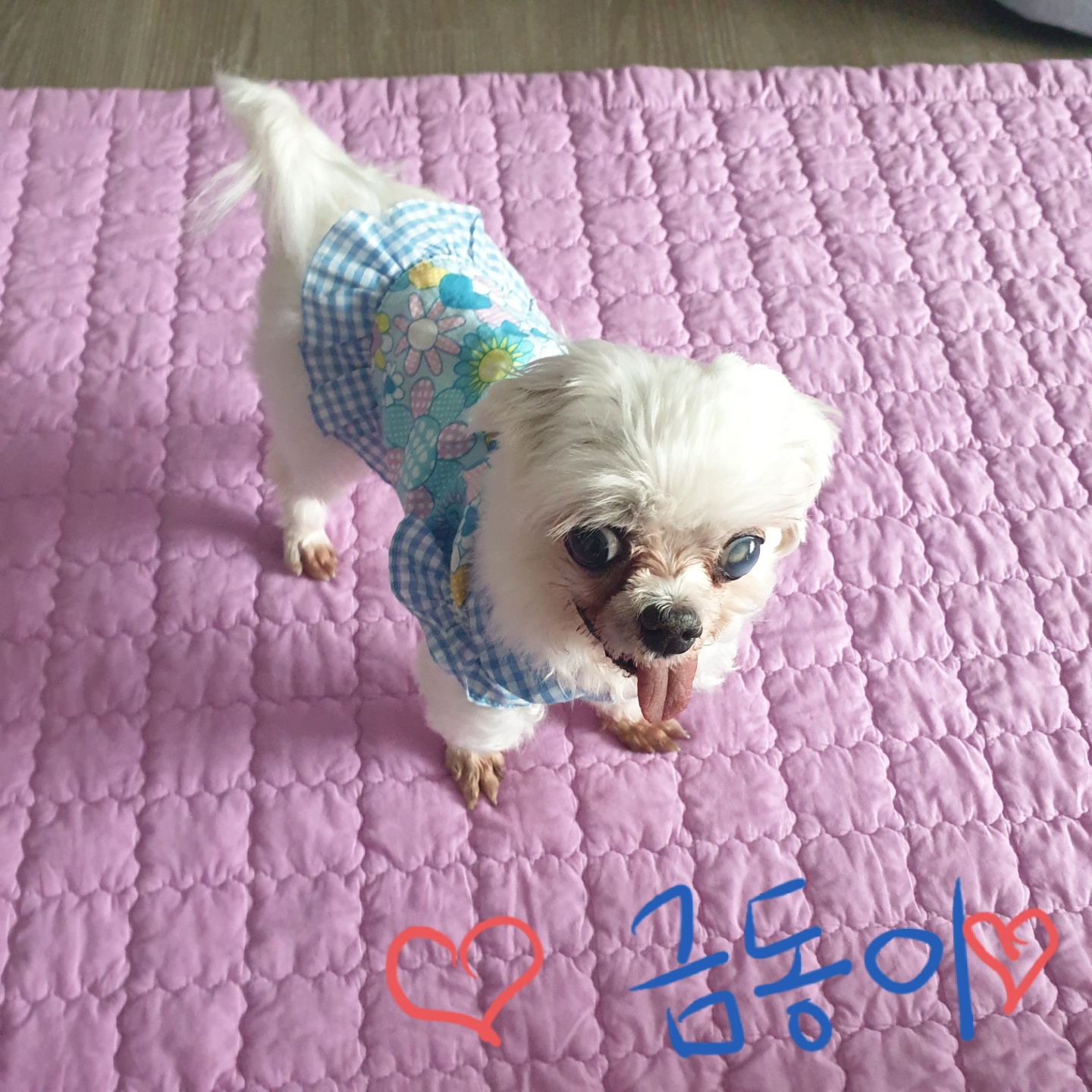 사랑스러운 귀염둥이 금동이 임시보호 2달 후기