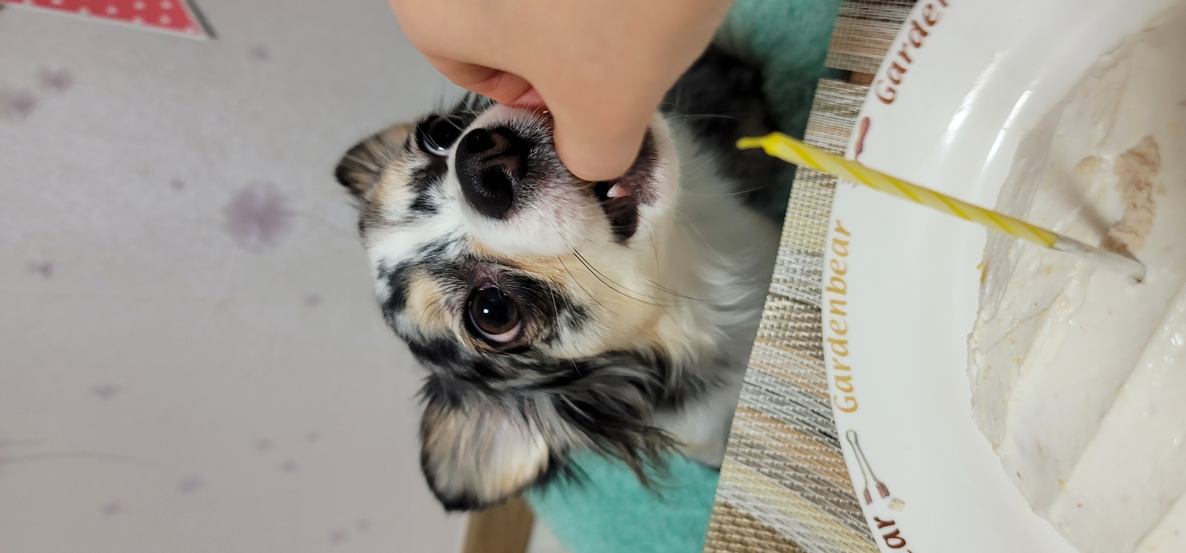 쁘띠 두돌을 축하해주세요.(평택번식장 태태막둥이)
