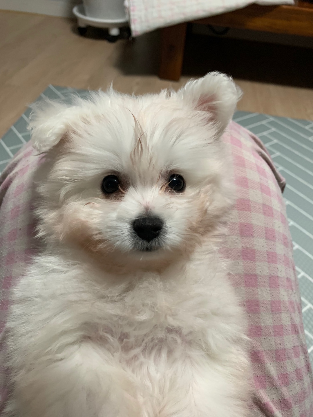 빙그레 아가 - 이슬이 입양 후기에용