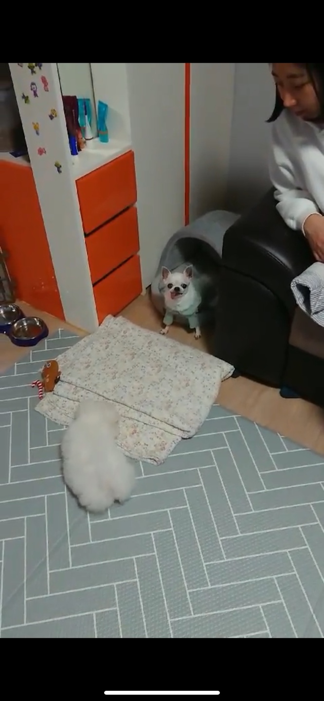 빙그레 아가 - 이슬이 입양 후기에용