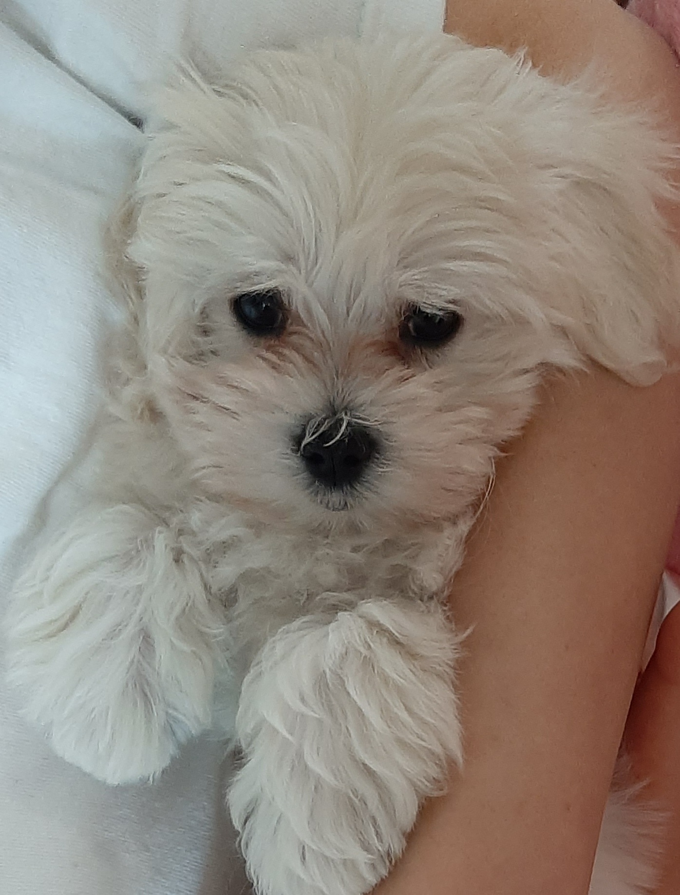 호두입양후기 (곤지암구조견 청이)