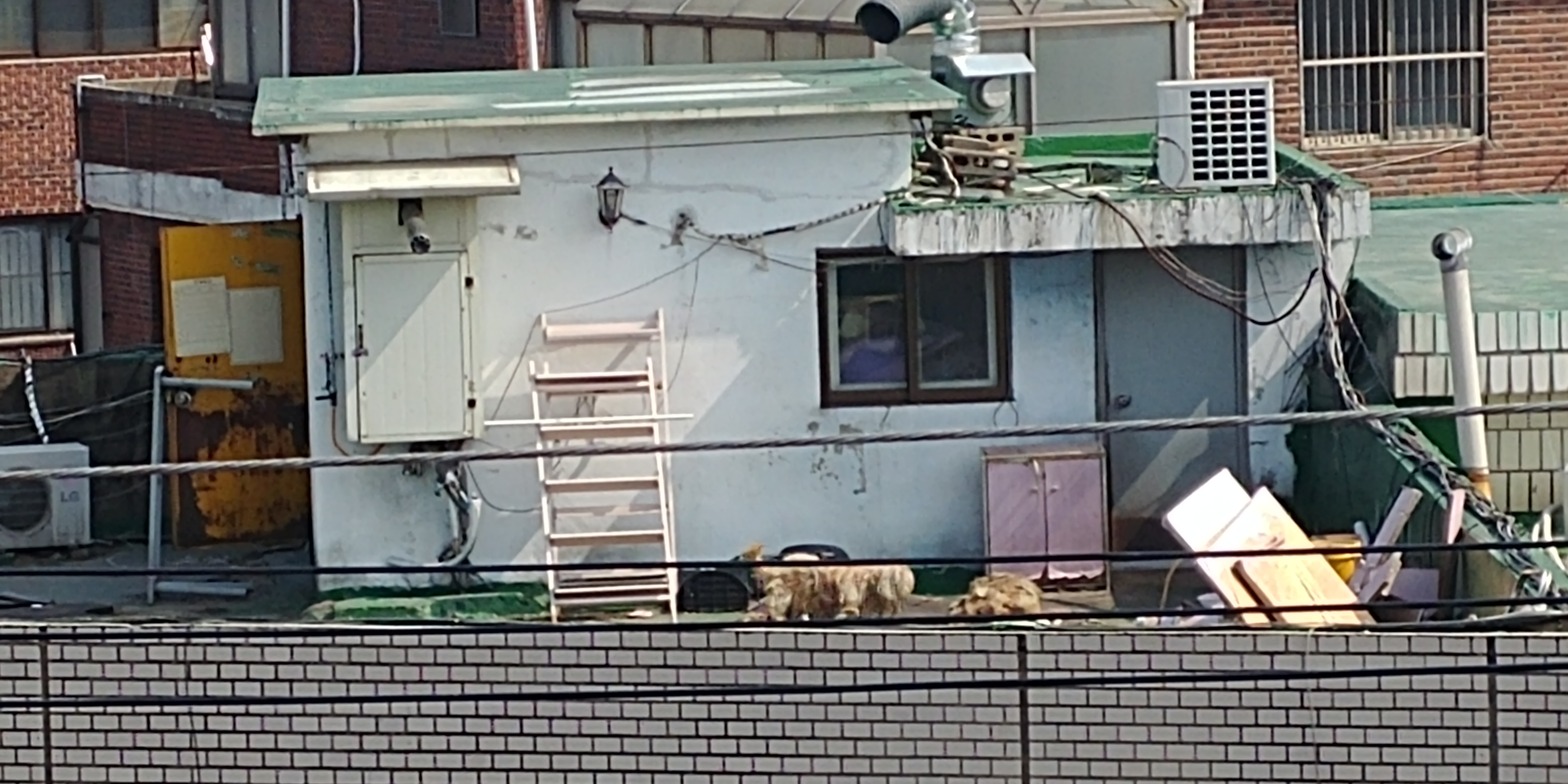 개가 죽은채로 방치되는것같아요