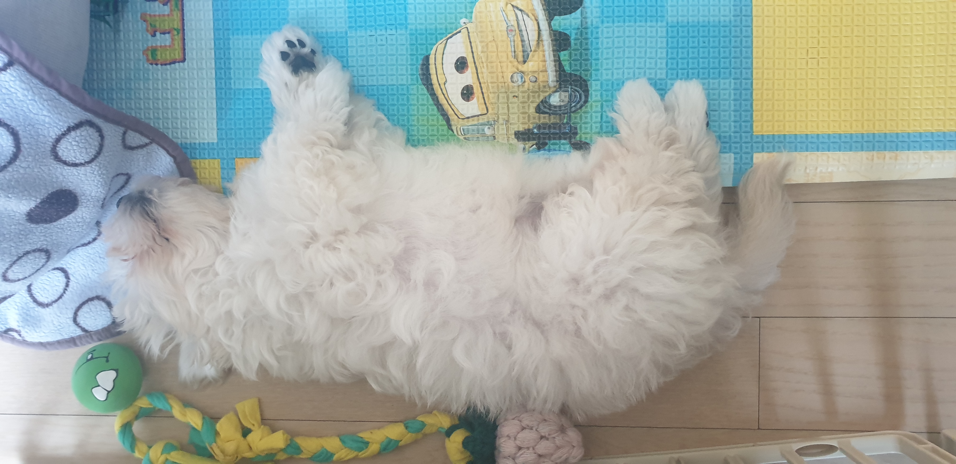 구름이 온지 일주일~(곤지암 청일이)
