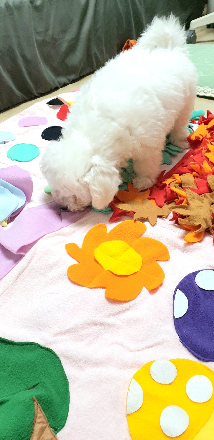 하이 잘 지내고 있어요 (입양 1주일 후기)
