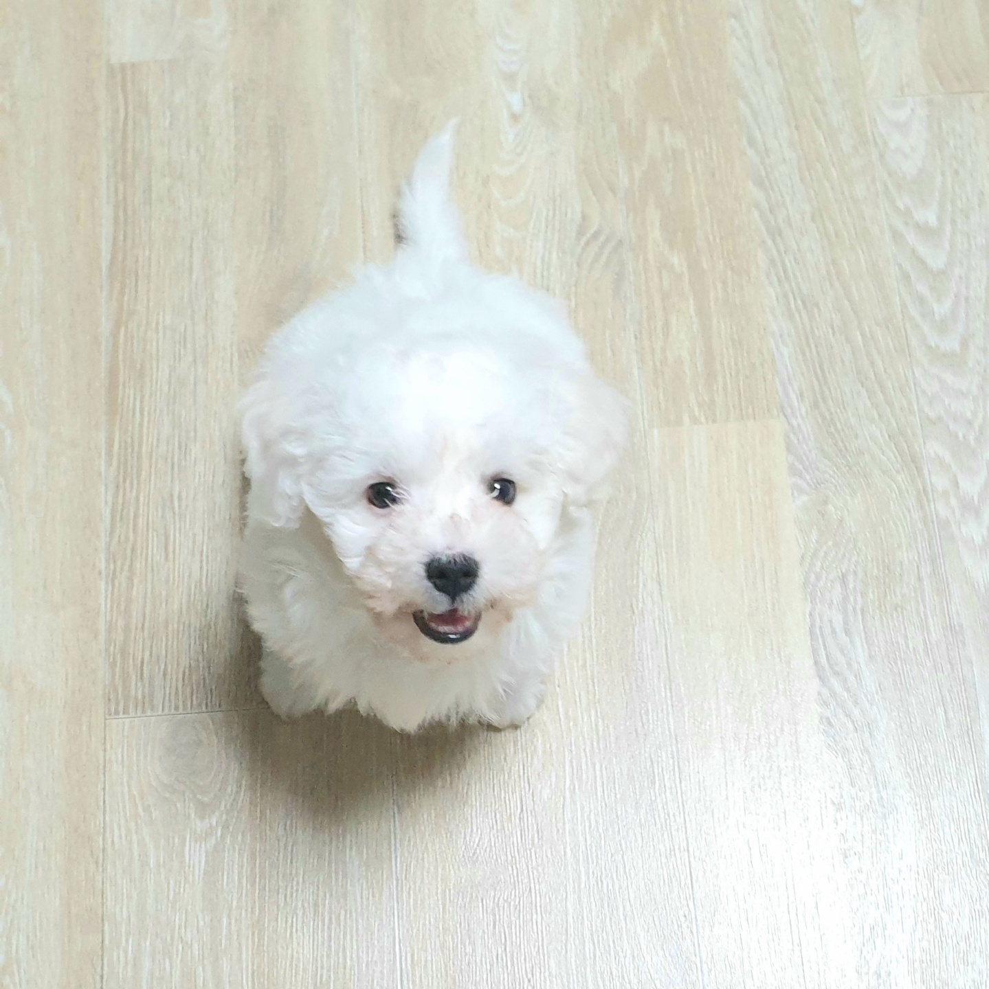 하이 잘 지내고 있어요 (입양 1주일 후기)
