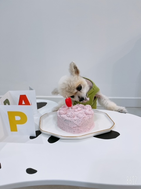치콘이 입양 5주년!