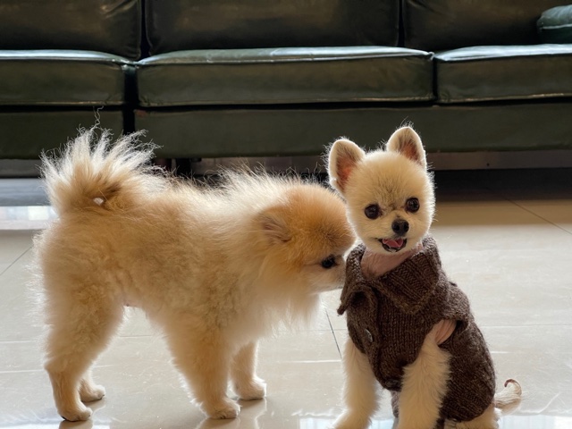 치콘이 입양 5주년!