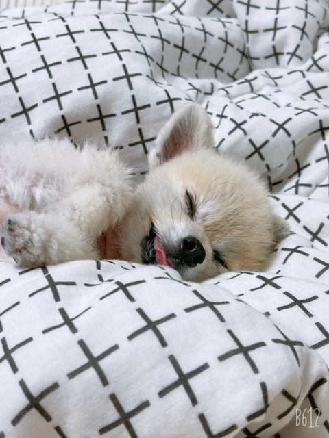 치콘이 입양 5주년!