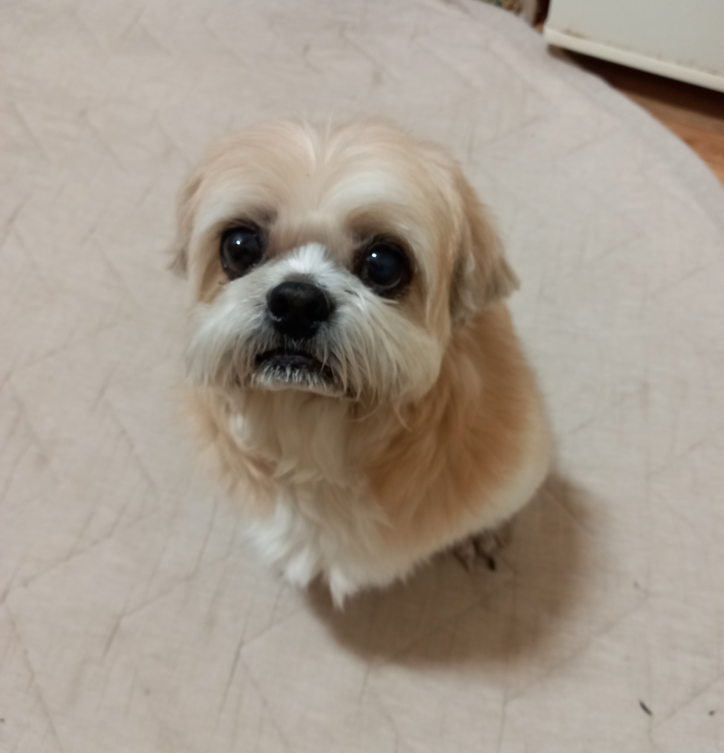 우리 동이 사진 오랬만에 올립니다